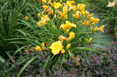 DSC03403.JPG